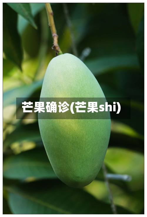 芒果确诊(芒果shi)