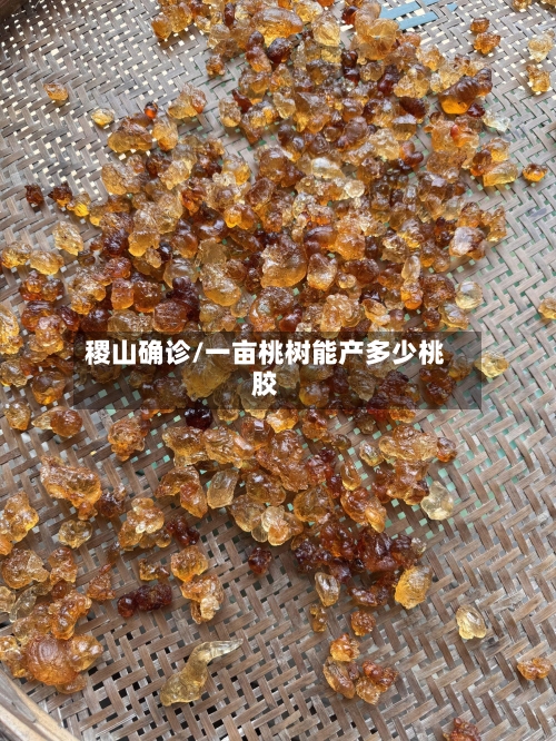 稷山确诊/一亩桃树能产多少桃胶