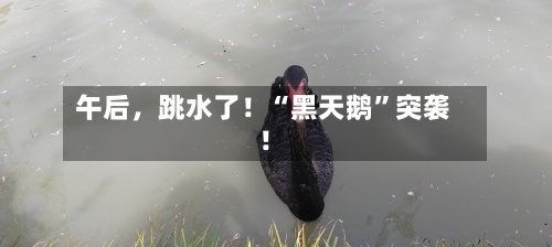 午后	，跳水了！“黑天鹅”突袭！-第1张图片
