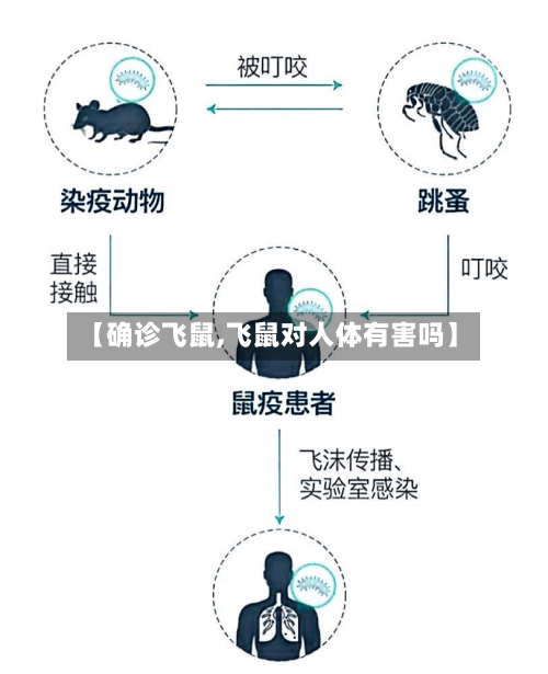 【确诊飞鼠,飞鼠对人体有害吗】-第2张图片